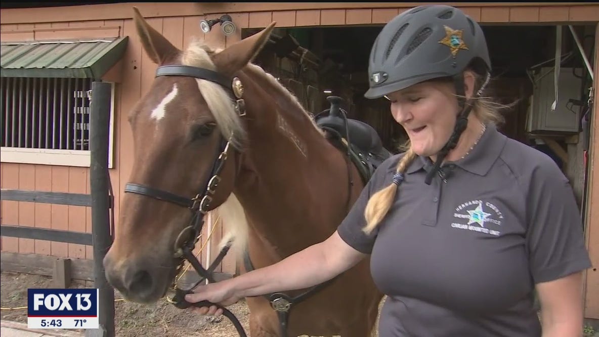 Hernando County Sheriff's Office adds 2 mustangs to team